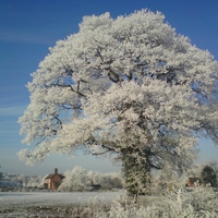 The Winter Tree