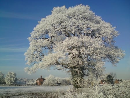 The Winter Tree - shropshire, winter, snow, tree, sky