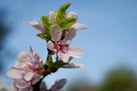 Spring-Flowers - flowers, spring, beautiful, wallpaper