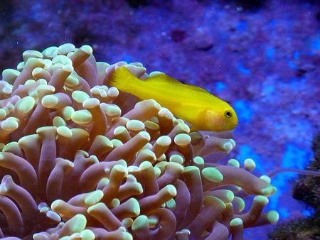 Yellow_Clown_Goby - picture, clown-goby, yellow, beautiful