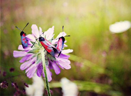 Colorful Insects - insects, on flower, picture, colorful