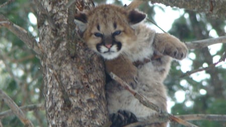 Cute on Tree - cat, on tree, cute, picture