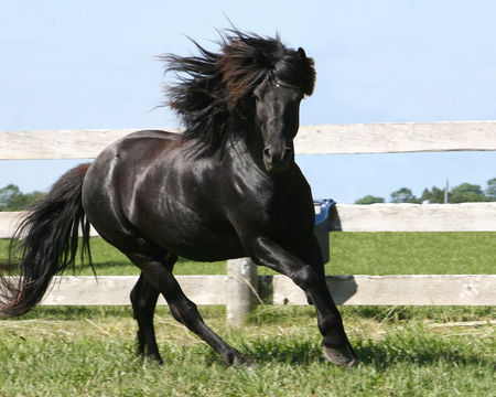 fun in the sun - horses, horse, i love horses