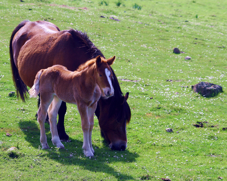 mothers love - i love horses, horse, horses