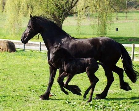 love my mom - horse, horses, i lovehorses