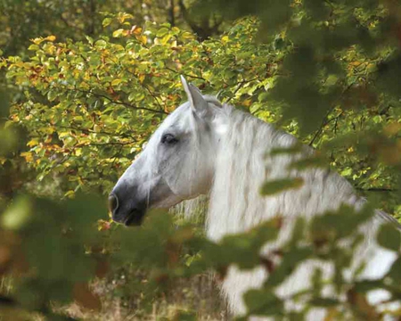 who is that - horses, horse, i love horses