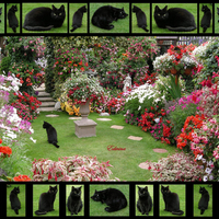 Garden with Cats