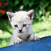 Curiosity