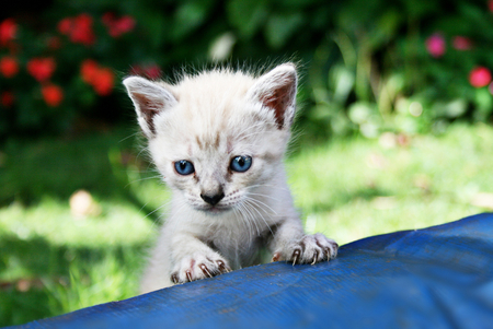 Curiosity - white, cute, curiosity, blueyes, kitty