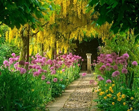 Laburnum Tree Blooming Garden Located South and Central Europe