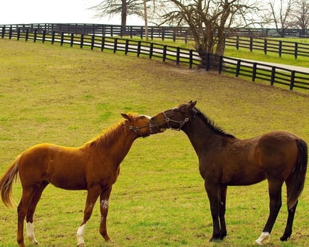 Thoroughbred Kissing - horses, kissing, sky, fence, trees, green, field, grass