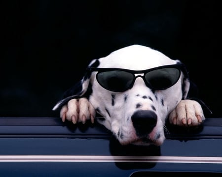 Be Cool Dalmatian - white, animals, dogs, black, dalmatian, sunglasses, dog