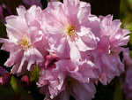 Pink flowers