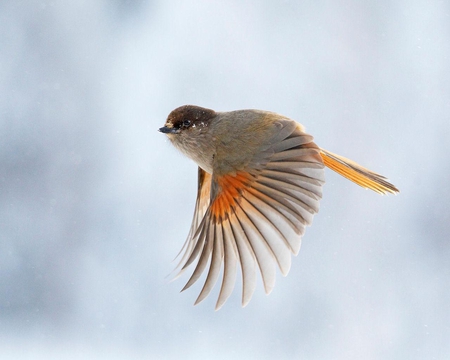 Flying Siberian Jay - wings, sky, animals, bird, flapping, beak