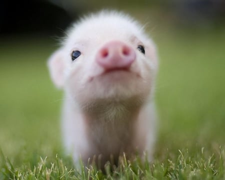 Little Piglet - pig, nose, nature, small, eyes, grass, pink, animals