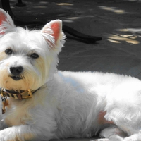 Westie Dog