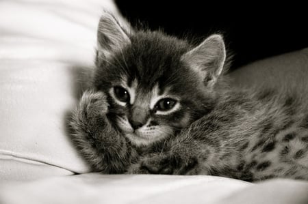 Kitten - black and white, animals, kittens, cats