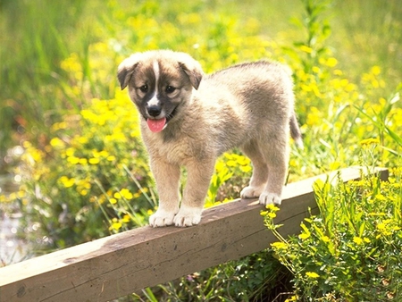 CUTE DOG FOR MY FRIEND CINZIA - flowers, pet, beautiful, 2011, nice, cool, good, animals