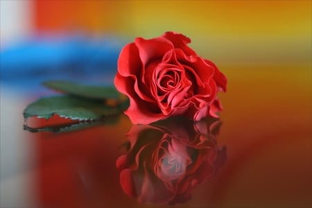 Red Rose - trandafir, red, beautiful, rosu, flowers, rose, flower