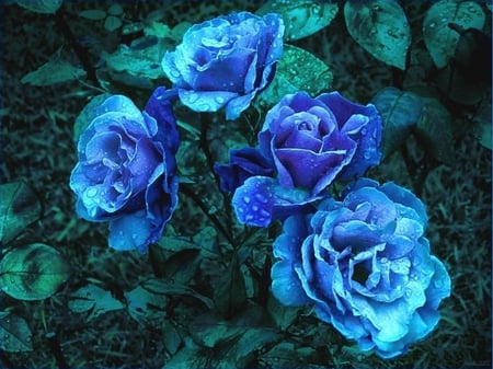 Blue Roses