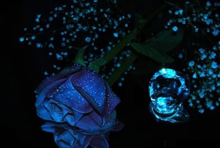 Blue Rose - flowers, blue, flori, trandafir, rose, albastru, flower