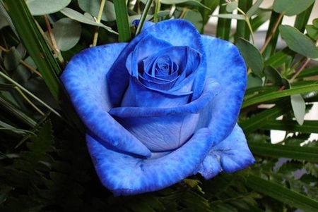 Blue Rose - trandafir, flori, blue, flowers, rose, flower, albastru