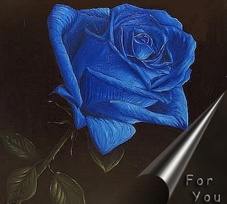 For You... - trandafir, flori, blue, flowers, rose, flower, albastru