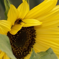 bee stuck in flower