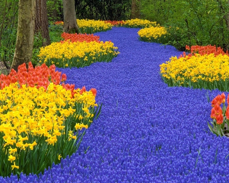 Keukenhof Garden in Amsterdam - trees, yellow, amsterdam, orange, leaves, flowers, path, nature, purple, green, field