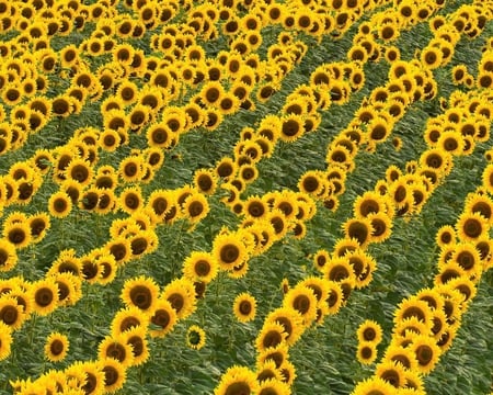 Rows of Sunflowers - flowers, sunflowers, nature, yellow, green, stem, field