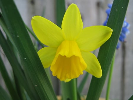 Spring is in the air - pretty, yellow, spring, flower, daffodil