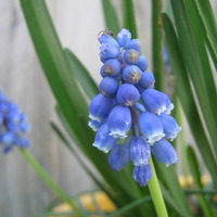 Blue hyacinth