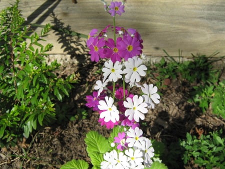 Pretty primula - flowers, white, magenta, nature, flower, primula