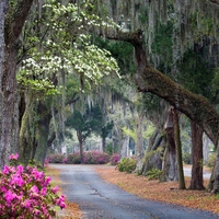 Oaks and Azaleas Savannah Georgia