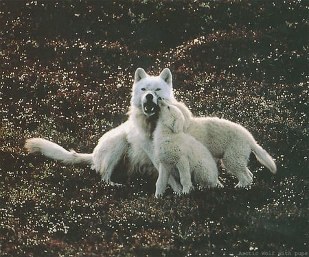 Arctic Wolves with Pups - wolves, dog, pups, canine, artic