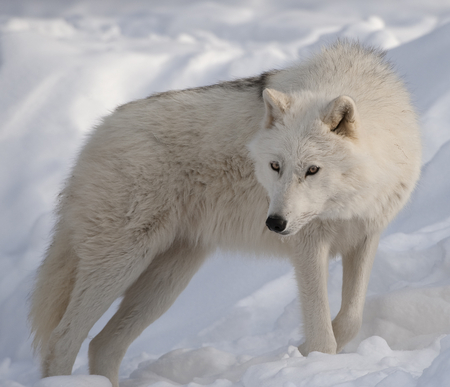 Arctic Wolf - white, wolf, dog, snow, canine, arctic