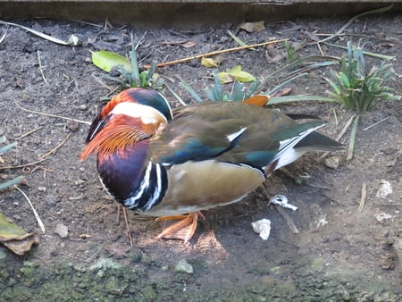 Beautiful duck - duck, cute, adelaide zoo, colourful