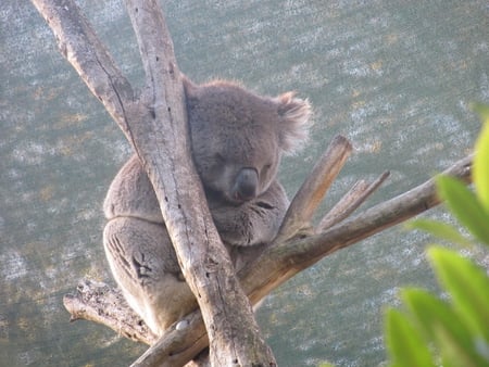 Victorian koala - cute, zoo, koala, adelaide