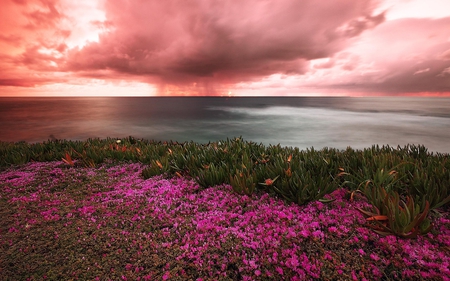 Lovely View - beauty, sky, peaceful, colorful, sunset, amazing, view, pretty, clouds, green, grass, ocean, landscape, summer, lovely, nature, beautiful, pink, splendor, flowers, colors, sunrise, sea, wildflowers