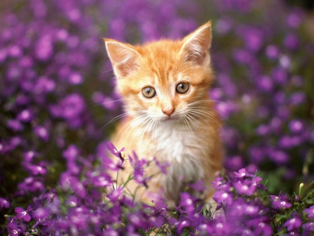 Gatito entre flores - gatito, animals, morado, funny, violet, kitten, flores, tiny, purple, cats, beautiful, orange, flowers, little