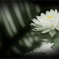 Beautiful White Water Rose