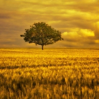 Golden Landscape