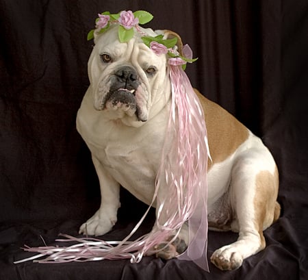 SWEETPEA - wedding, dog, face, bulldog