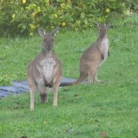 Kangaroos