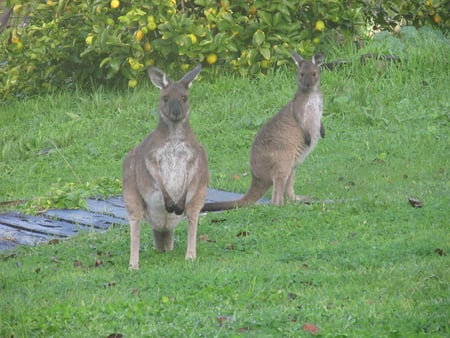 Kangaroos - kangaroo, sa, roos, australia