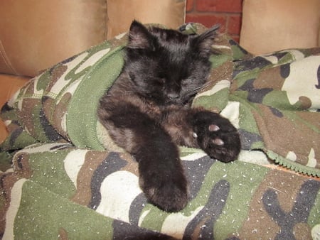 Truffles - camo, shh, sleeping, cat