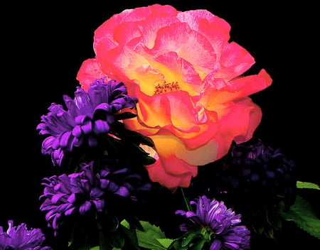 Have a beautiful day Heike - coral, yellow, pink, green, flowers, black background, purple flowers, rose