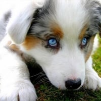 blue eyes puppy