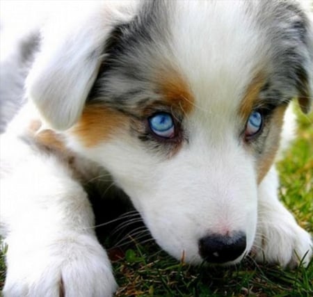 blue eyes puppy - eyes, dog, blue, sweet