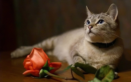 Beautiful Cat - orange, cat, rose, beautiful